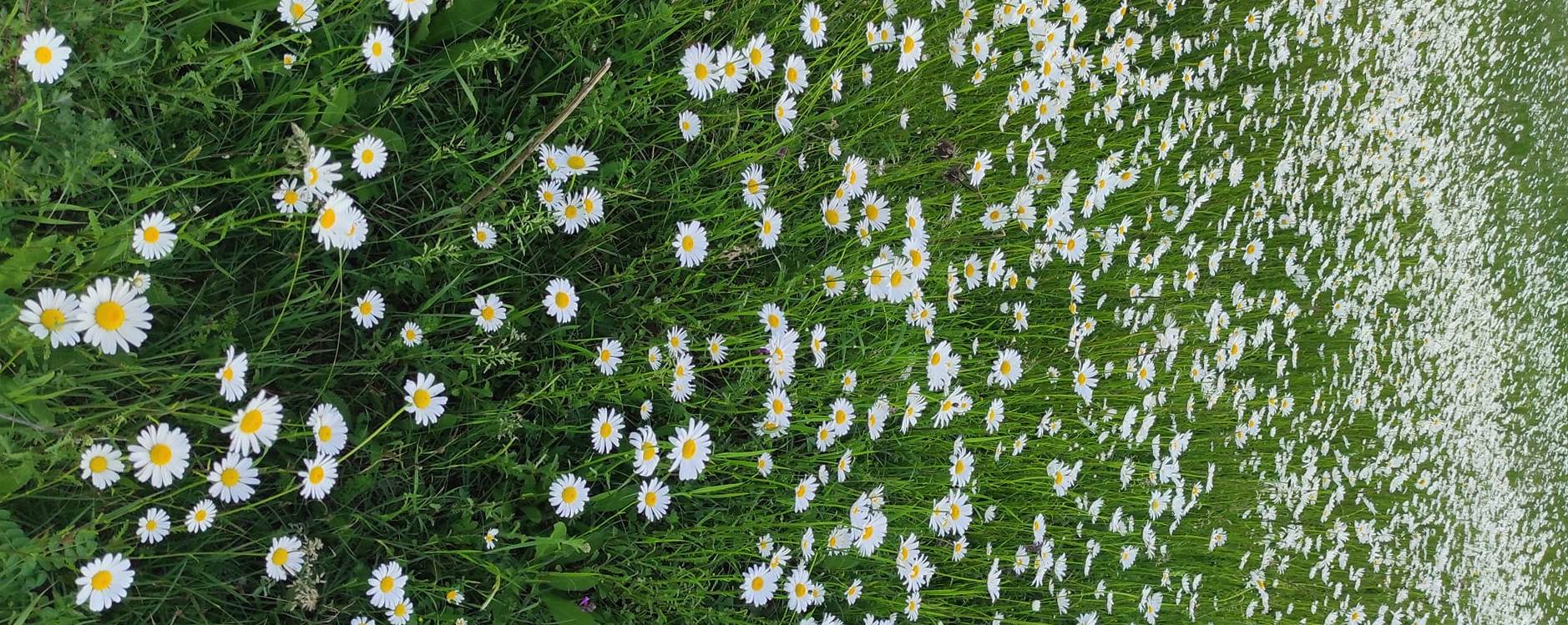 გვირილები